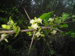 Clinteria coerulea