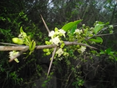Clinteria coerulea