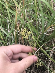 Ammoselinum popei