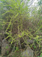 Clinteria coerulea