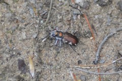 Cicindela scutellaris lecontei