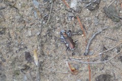 Cicindela scutellaris lecontei