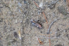 Cicindela scutellaris lecontei