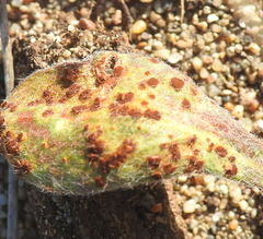 Uromyces intricatus