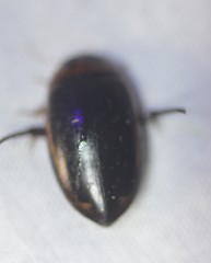 Hydaticus bimarginatus