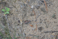 Cicindela scutellaris lecontei