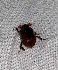 Eucanthus lazarus
