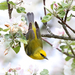 Blue-winged Warbler - Photo (c) Tom Murray, some rights reserved (CC BY-NC)