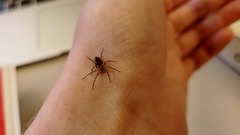Araneae