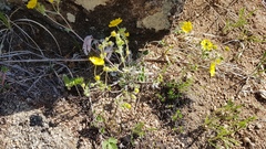 Potentilla arenosa
