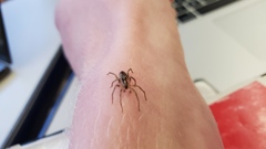 Araneae