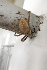 Gnathopalystes kochi