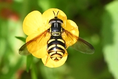 Chrysotoxum intermedium