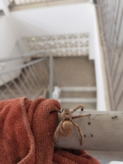 Gnathopalystes kochi