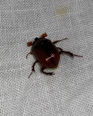 Eucanthus lazarus