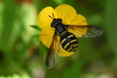 Chrysotoxum intermedium