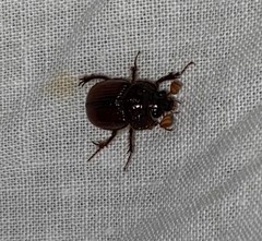 Eucanthus lazarus