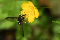 Chrysotoxum intermedium