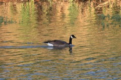 Branta canadensis