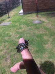 Atractus crassicaudatus