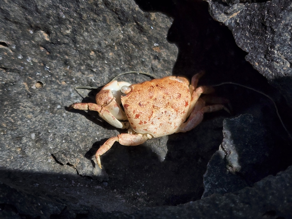Danarma obtusifrons