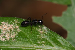 Camponotus quadrinotatus
