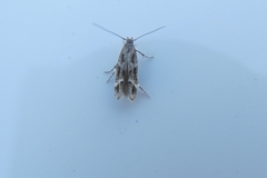 Mompha sturnipennella