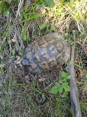 Testudo graeca ibera