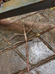 Phryganistria
