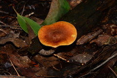 Gymnopilus eucalyptorum