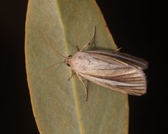 Heliocheilus cramboides