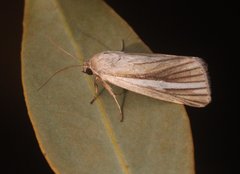 Heliocheilus cramboides