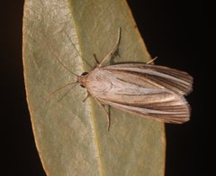 Heliocheilus cramboides