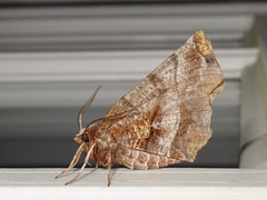 Selenia alciphearia