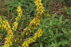 Verbascum chaixii