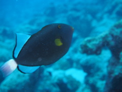 Melichthys vidua