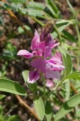 Indigofera trita