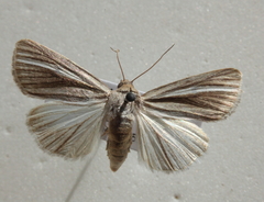 Heliocheilus cramboides