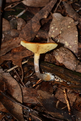 Gymnopilus eucalyptorum