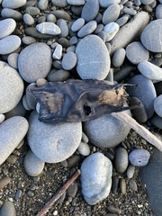 Dipturus innominatus