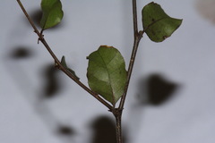 Nothofagus × solfusca