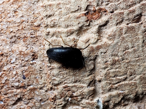 Eustrophopsis bicolor photo 5