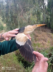 Ixobrychus minutus