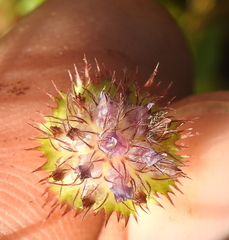 Trifolium barbigerum