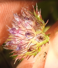 Trifolium barbigerum