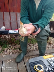 Ixobrychus minutus