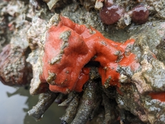 Schizoporella