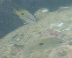 Lutjanus fulviflamma