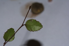 Nothofagus × solfusca