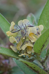 Crotalaria anthyllopsis